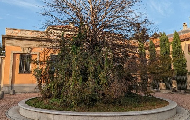 In partenza i lavori per sostituire il faggio morto