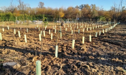 Parco dei Mughetti, messe a dimora 500 giovani piantine