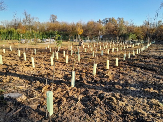 Parco dei Mughetti, messe a dimora 500 giovani piantine
