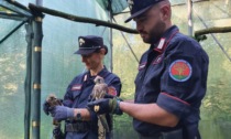 Carabinieri forestali: nel 2023 migliaia di controlli e reati perseguiti