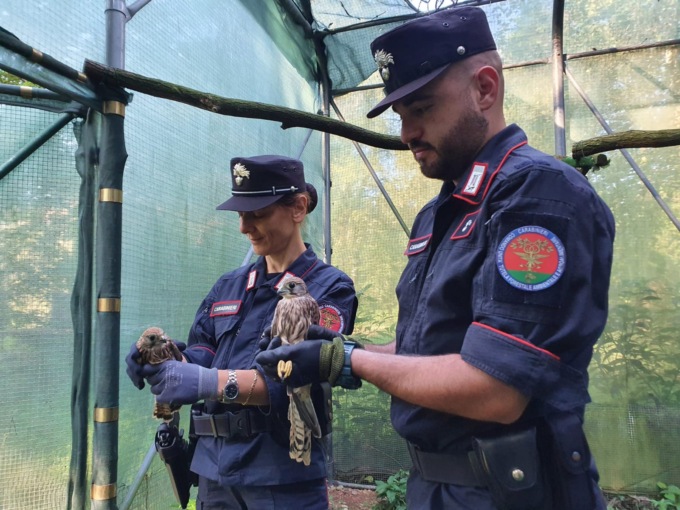 Carabinieri forestali: nel 2023 migliaia di controlli e reati perseguiti