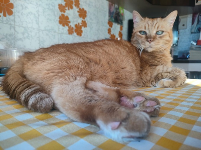 Festa del gatto: inviateci via mail le foto dei vostri amati mici