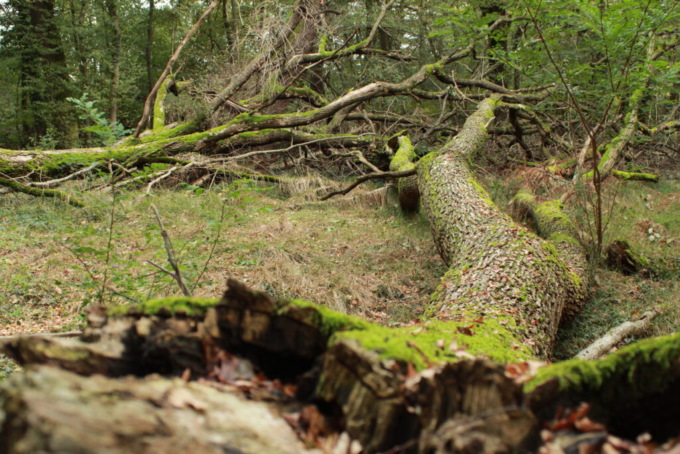 Semi più resistenti per il rimboschimento del Parco delle Groane