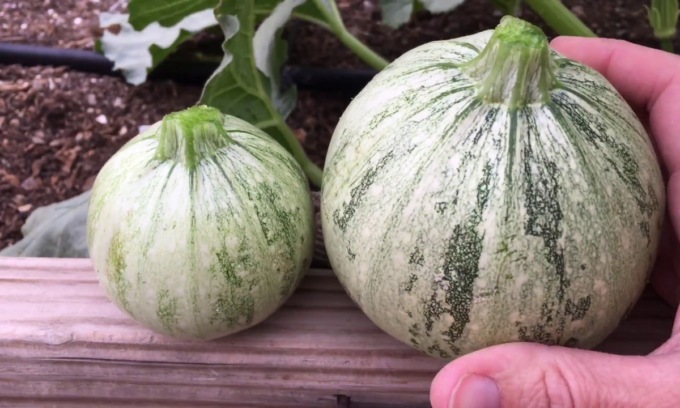 In regalo con La Settimana di Saronno lo zucchino tondo di Nizza