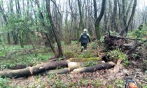Schiacciato da un albero, grave boscaiolo di 46 anni