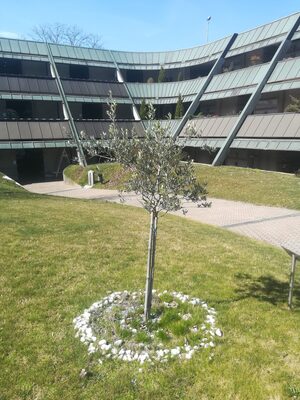 Giornata nazionale in memoria delle vittime del Coronavirus, a Castellanza commemorazione al cimitero