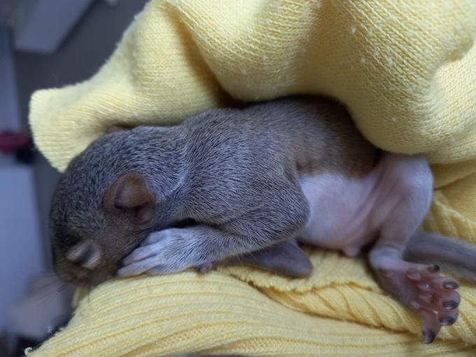 Cucciolo di scoiattolo salvato nel Parco delle Groane