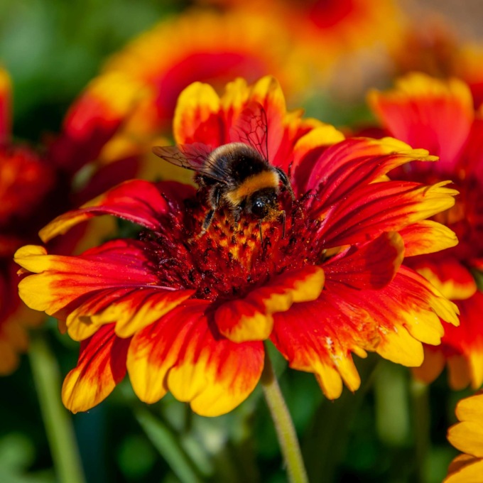 Partito il progetto di monitoraggio della biodiversità al Parco delle Groane