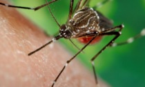 Casi di Dengue in aumento, Astuti e Cominelli (PD): "Regione in ritardo"