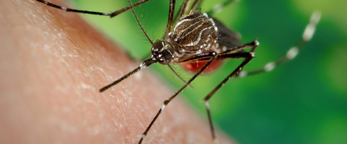 Casi di Dengue in aumento, Astuti e Cominelli (PD): “Regione in ritardo”