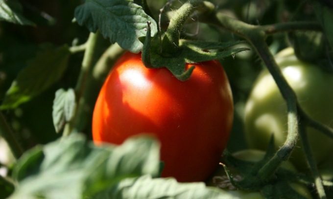 In regalo da oggi con “La Settimana di Saronno” il pomodoro nano Rio Grande