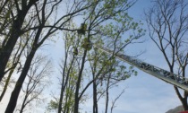 S'incastra su un albero col deltaplano, recuperato dai VVF