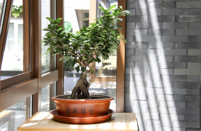 Bonsai in mostra a Castellanza