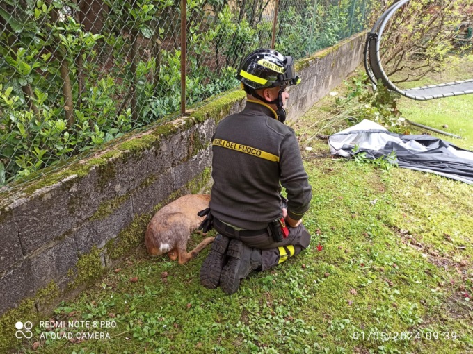 Capriolo chiuso nel parco, arrivano i Vigili del Fuoco