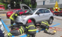 Gattino nel motore, arrivano i Vigili del fuoco