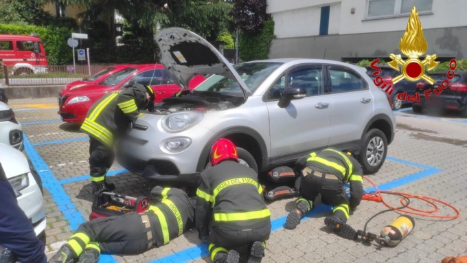 Gattino nel motore, arrivano i Vigili del fuoco
