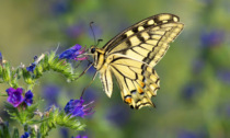 Farfalle, lucciole e anfibi: torna il Bioblitz al parco delle Groane