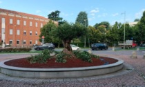 In piazza del santuario a Saronno è arrivato un grande ulivo