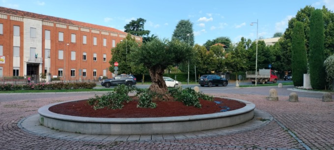 In piazza del santuario a Saronno è arrivato un grande ulivo
