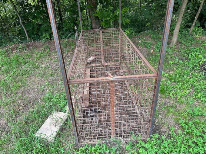 Animalisti segnalano una trappola per cinghiali