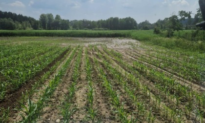 Maltempo, agricoltura ancora sotto scacco nel Varesotto