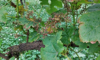 Grappoli secchi nel vigneto comunale: anche quest'anno, niente vino