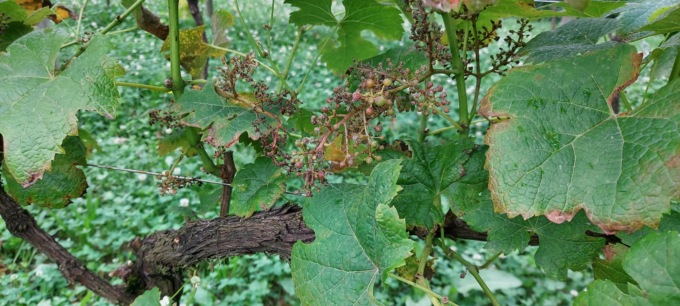 Grappoli secchi nel vigneto comunale: anche quest’anno, niente vino