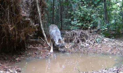 Un altro lupo ripreso nel Parco Pineta