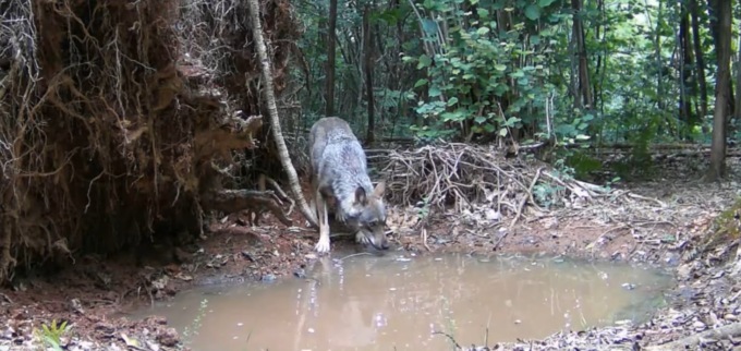 Un altro lupo ripreso nel Parco Pineta