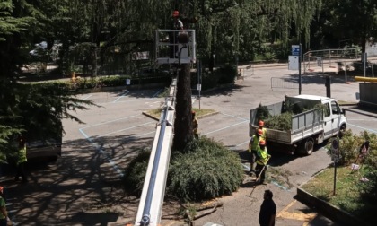 Saronno, giù l'albero nel parcheggio del Municipio