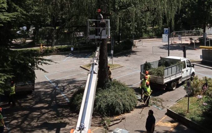 Saronno, giù l’albero nel parcheggio del Municipio