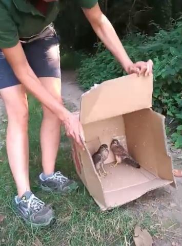 Rilasciati al parco Grubria: esemplari di gheppio e sparviere