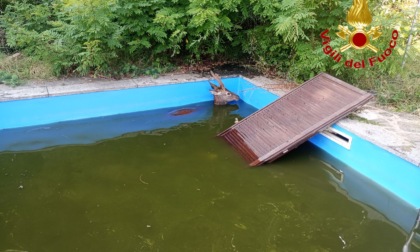 Cervo in piscina salvato dai Vigili del fuoco