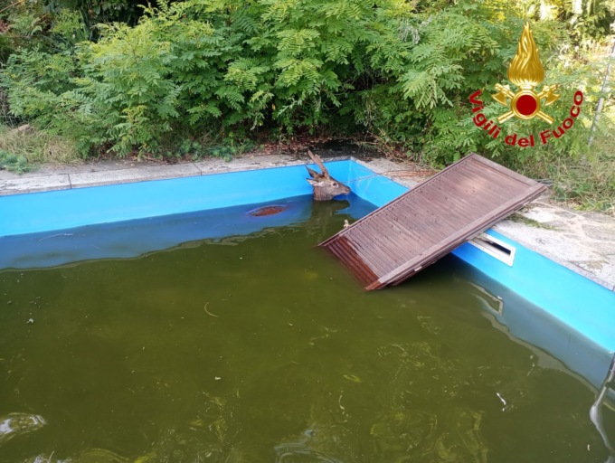 Cervo in piscina salvato dai Vigili del fuoco