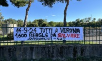 Uno striscione contro la sperimentazione su 1600 cuccioli di beagle