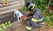 Proprietaria portata in ospedale: i pompieri salvano il suo cane