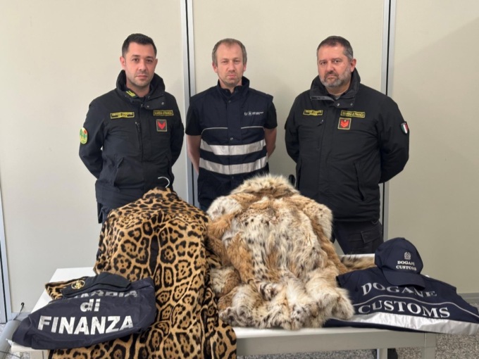 Traffico di pellicce di contrabbando: denunciato un uomo