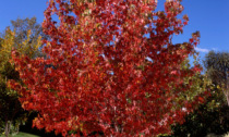 Giornata nazionale dell'albero, domenica al parco Aquilone cinque nuove piante