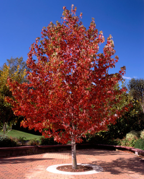 Giornata nazionale dell’albero, domenica al parco Aquilone cinque nuove piante