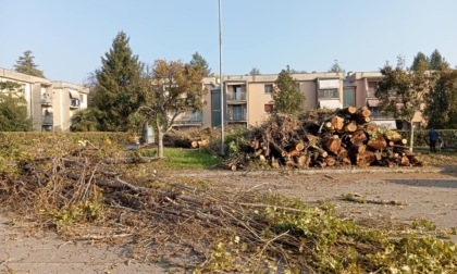 Abbattuti gli alberi malati nelle vie Limido e Ungaretti