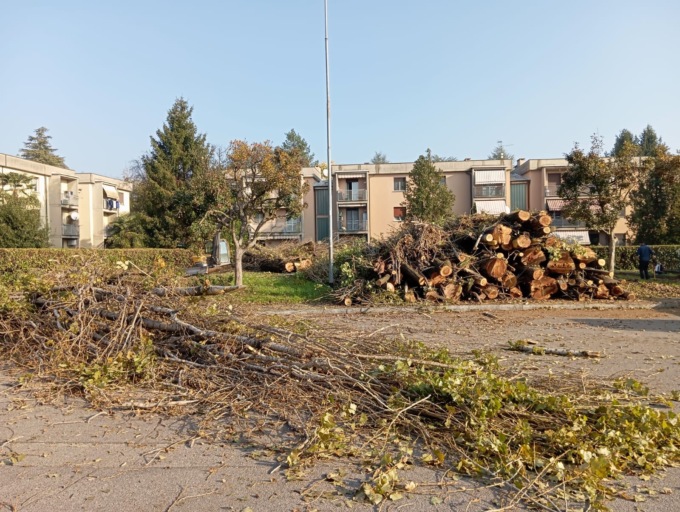 Abbattuti gli alberi malati nelle vie Limido e Ungaretti
