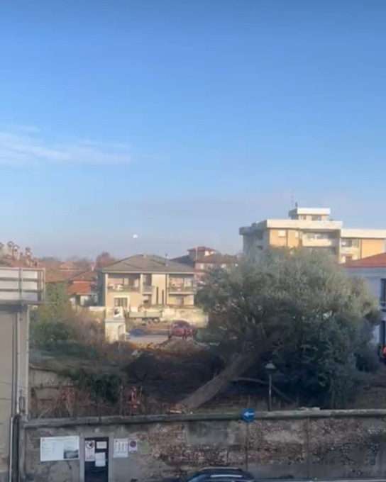 Abbattuto lo storico cedro del giardino di Palazzo Rovelli: per Progetto in Comune «è uno scempio»
