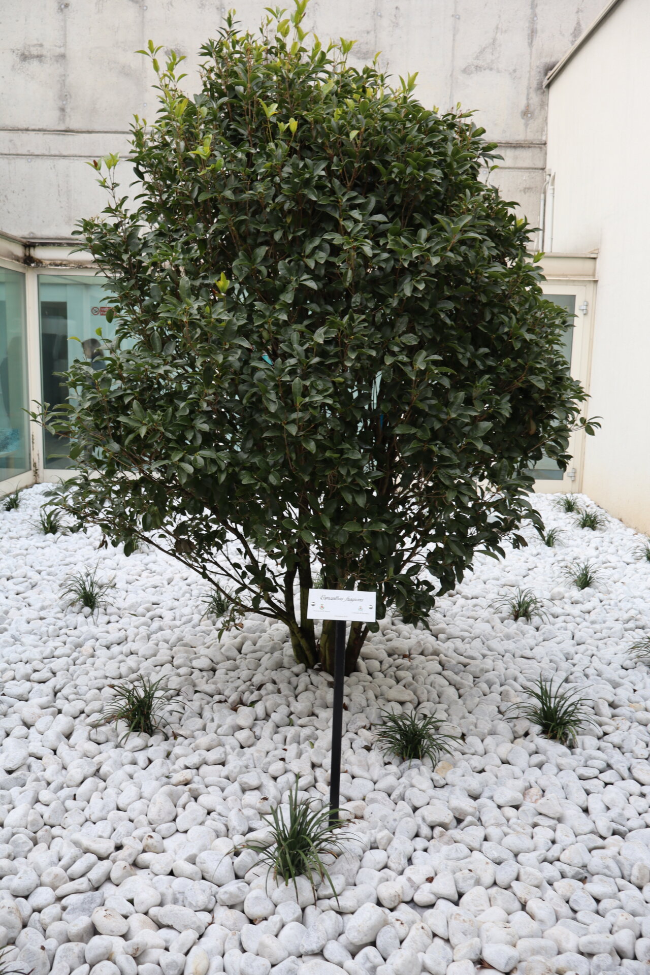 saronno nuovo giardino cdd 3