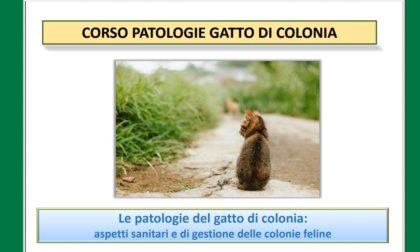 Le patologie del gatto di colonia