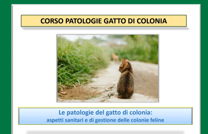 Le patologie del gatto di colonia