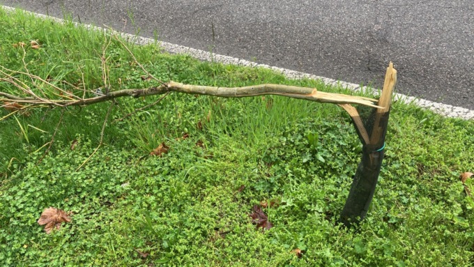 Vandalizzati i platani piantati davanti al cimitero di Saronno