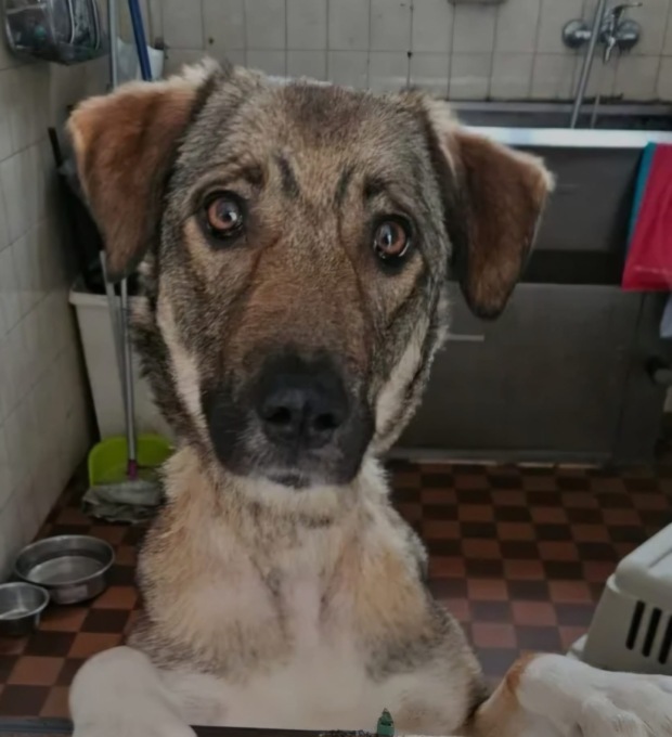Mamma e i suoi sette cuccioli cercano una famiglia