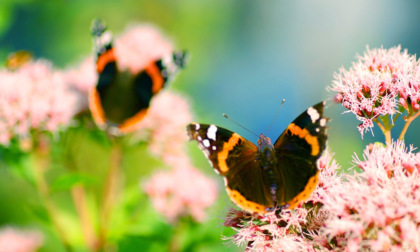 Ecco i fiori amici delle farfalle: aiutiamo la natura e coloriamo le nostre case