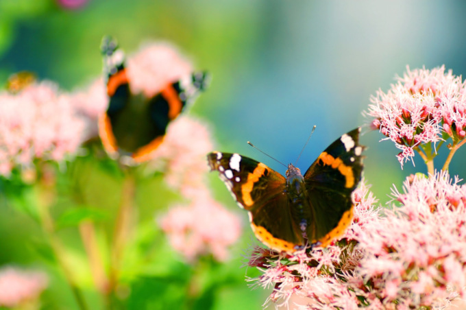 Ecco i fiori amici delle farfalle: aiutiamo la natura e coloriamo le nostre case