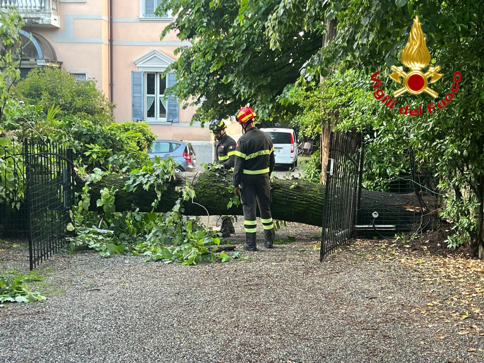Alberi caduti